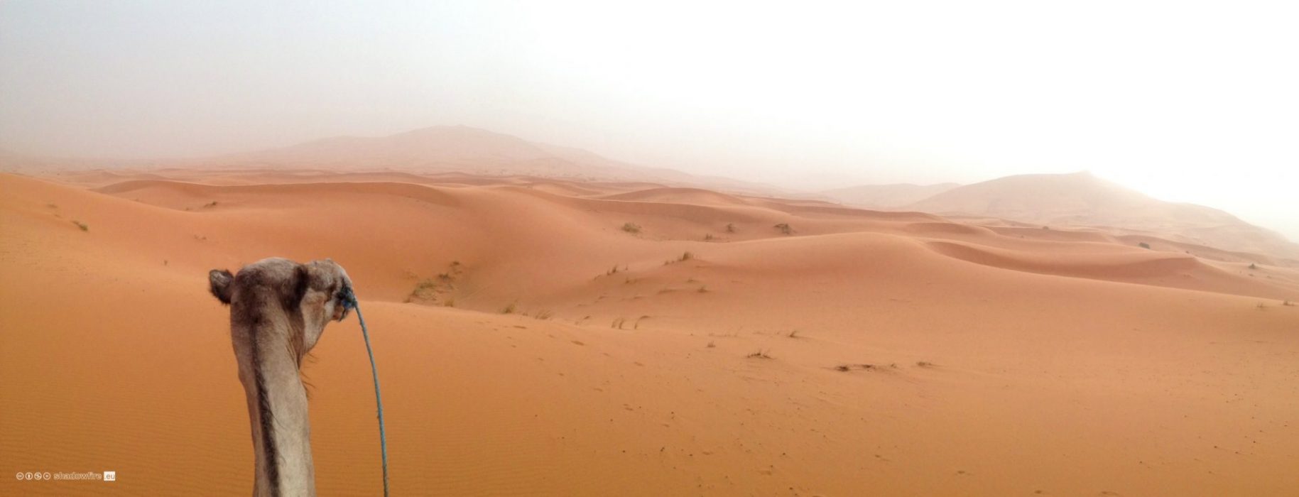 Morocco, Sahara, desert, camel