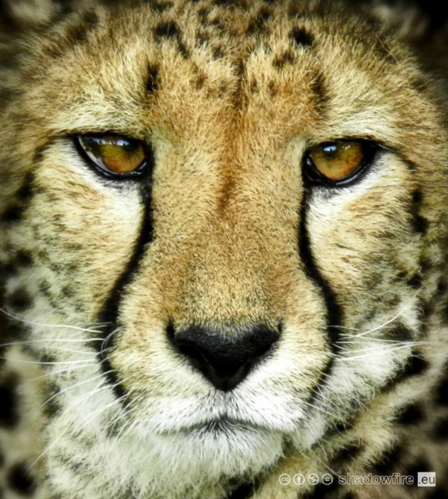 http://en.wikipedia.org/wiki/Cheetah